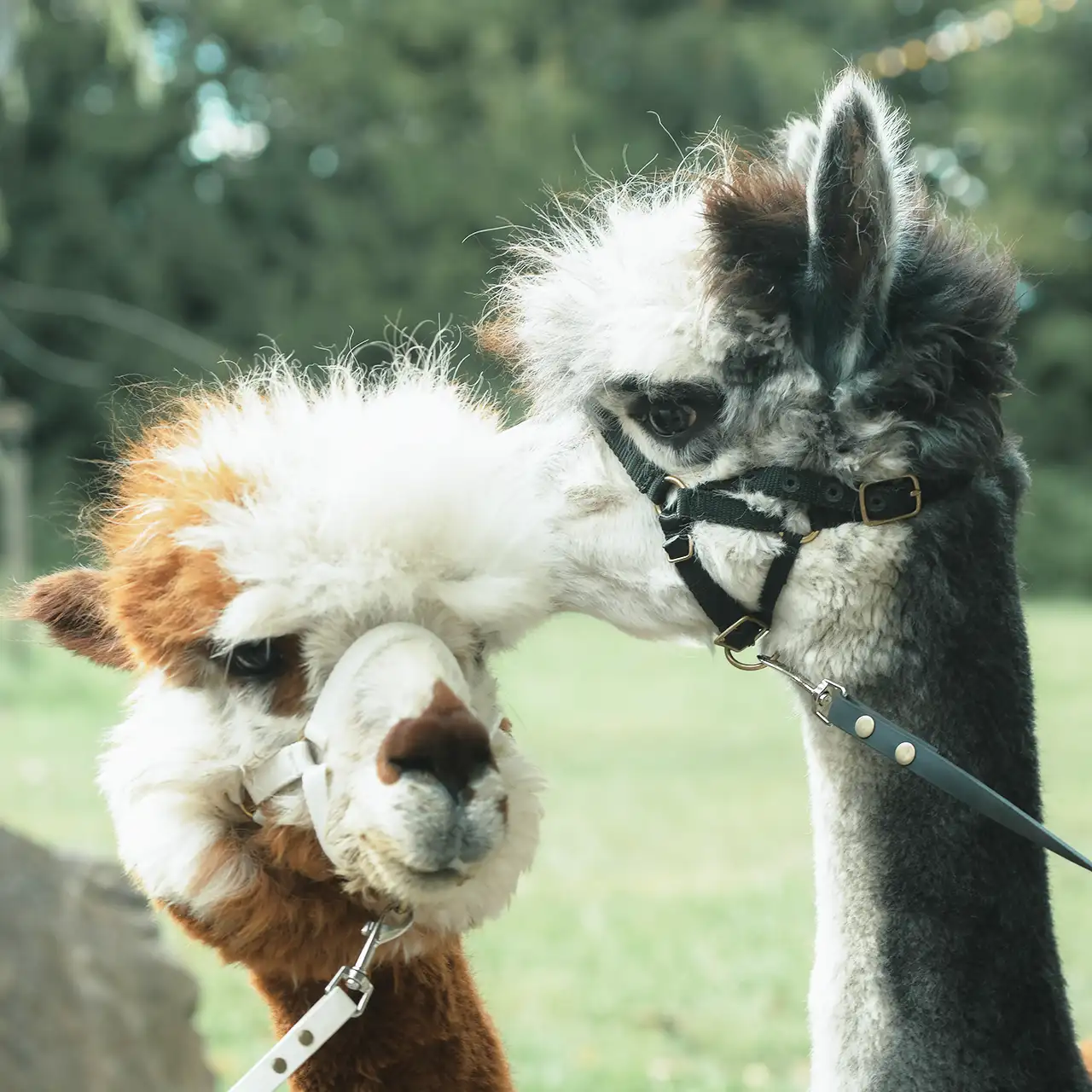 Zwei Alpakas im Grünen.