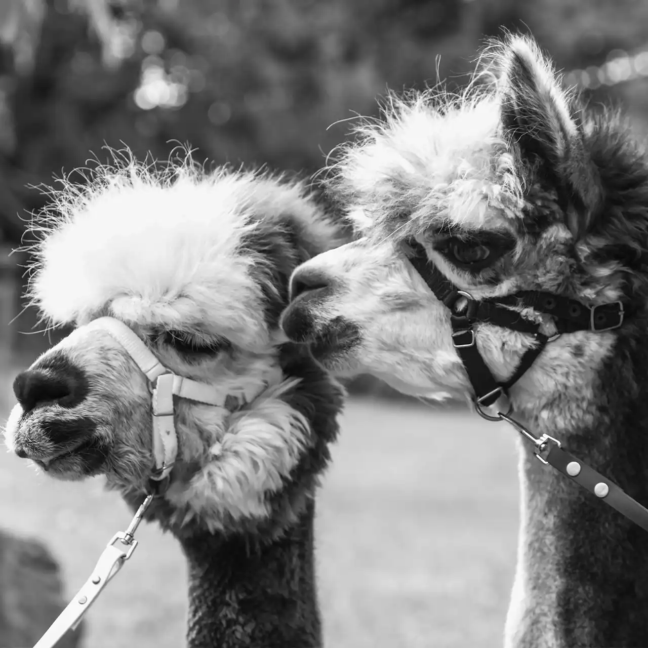 Zwei Alpakas schauen nach rechts in schwarz-weiß fotografiert.