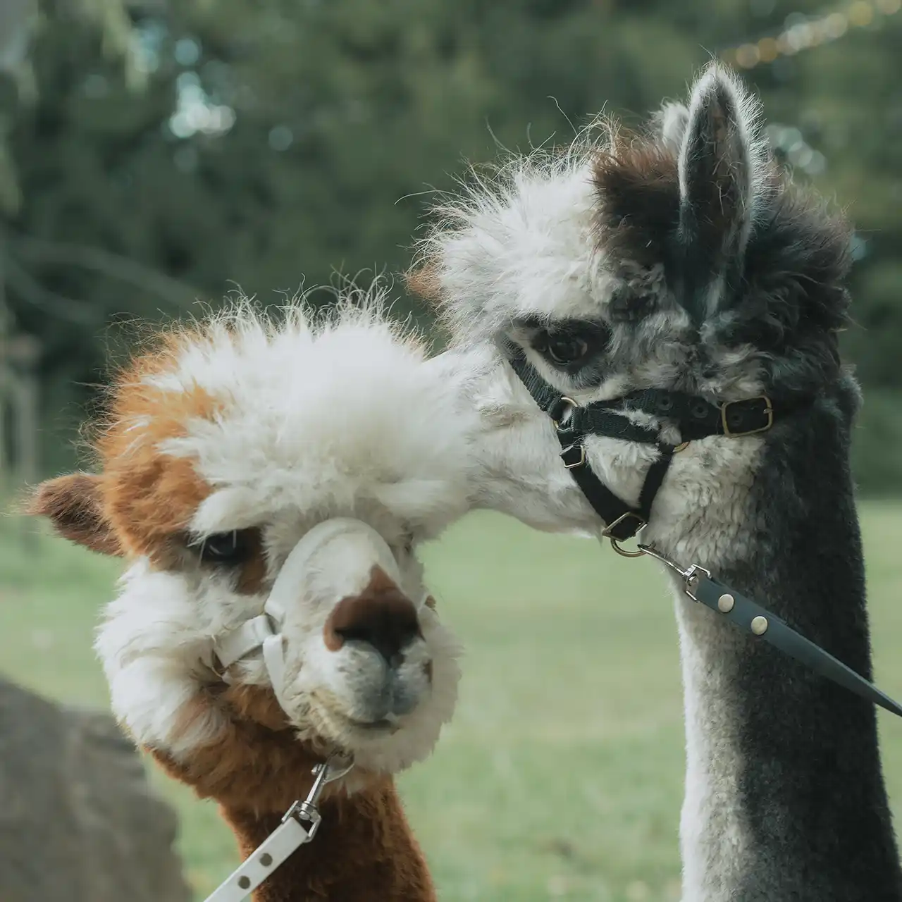 Zwei Alpakas bereiten eine Hochzeit.